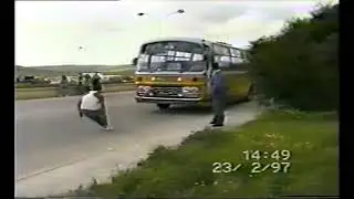 mr cool pulling a maltese bus with his teeth