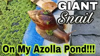 Giant African Land Snail Crawling On My Azolla Pond - Integrated Backyard Farming