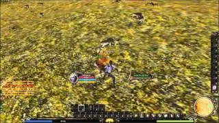 Shaiya guide test.