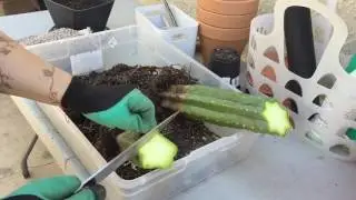 Damaged San Pedro Cactus. How to Cut Off Rot Damage