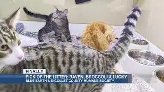 Pick of the Litter: Raven, Broccoli & Lucky