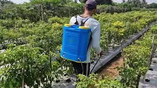 FRUIT FLY CONTROL TIPS FOR CHILI FARMERS - KEEP YOUR HARVEST SAFE! - Agriculture Farming