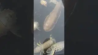 Пов ты зашел на рыбный рынок в Азии 😅