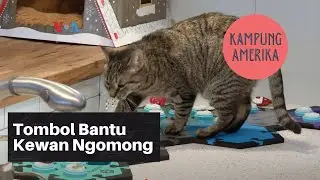 Kampung Amerika: Tombol Bantu Kewan Ngomong