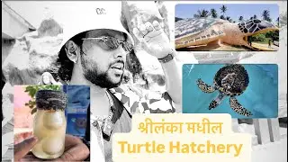 Turtle Hatchery in Sri Lanka..!!!श्रीलंका मधील Sealife संग्रहालय नक्की पहा..!!Turtle and shark !!