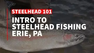 Intro to Steelhead Fishing in Erie, PA &mdash; Finding Fish, Flies, and Gear Tips