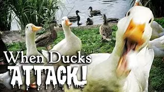 WHEN ANIMALS ATTACK PART 2 - [ EVIL DUCKS AND GEESE EDITION ]