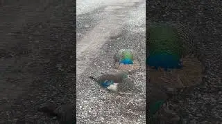 Beautiful Peafowl #peafowl #birds #nature  #peacock #animal