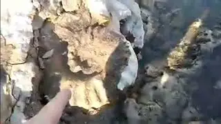 Finding HUGE Ammonite Fossils In A Local Creek!