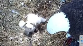 Small eaglet tries to bully big eaglet after lunch feeding | Dade County Eagle | Dec 25, 2025