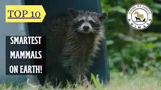 Top 10 Smartest Mammals on Earth. #nature #animals #wildlife