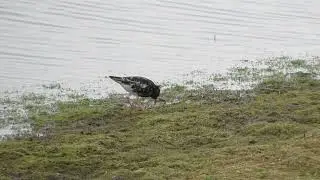 Male Ruff at Nosterfield