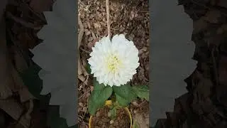 #funny #nature #beautiful #viral #cute #funny #love  #shorts #video #trending #newmusic