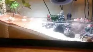 Fiddler Crab Tidal Aquarium