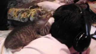 cute kitten licks boys hair after he had a shower