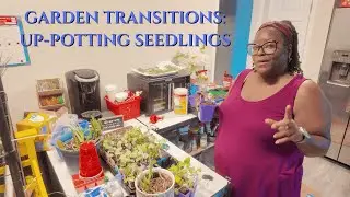 Garden Transitions: Up Potting Seedlings