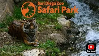 Safari Park Exhibit Walk: Tiger Trail
