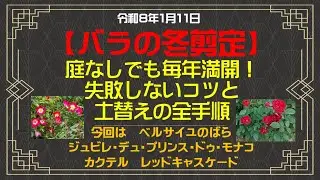 【🌹バラ🌹】庭なしでも毎年満開！失敗しない冬剪定のコツと土替えの全手順！今回はベルサイユのばら　カクテル　レッドキャスケード　ジュビレ・デュ・プリンス・ドゥ・モナコ巻【Flower Vlog308】