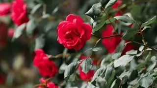 Wo Shehr_e_  Mohabbat || Beautiful New Naat || Heart Touching Naat || Afsha official