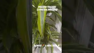DRACAENA fragrans (cornstalk dracaena)Flowers 💐 & more ideas 💡