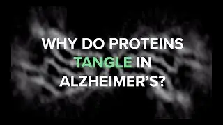 Curious Minds: How do Proteins Tangle in the Brain?