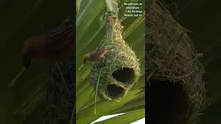 Nature's Aviary Engineers at work🏗️🐦 #weavers  #nature #birdnest #birdcraft  #nestbuilding