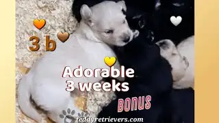 🐻 3 Weeks and Adventures Go On🐾 Cute Puppy Growth Series 💕