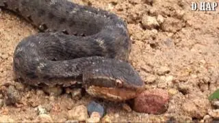 [한국_Korea] 쇠살모사 (Red-tongue Viper Snake)