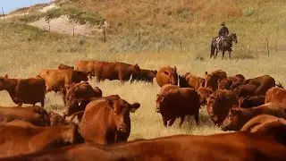 U.S. meat exports