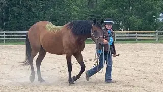 Lunging Our First Mustang 