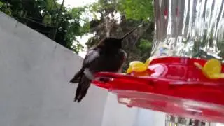 Hummingbird in Torpor