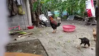 The Beauty of Simplicity: Embracing Rural Life