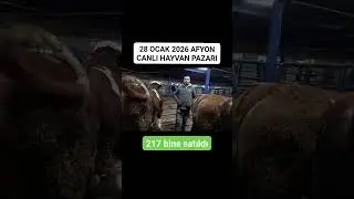 217 bine satılan boğalık orjinal kabak simentel
