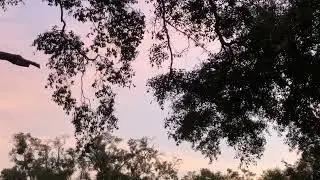 Relaxing Sunset #florida #sunset #sunsetview #nature #evening #oaktrees #calm #chill #relaxing 