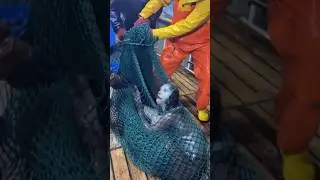 Caught on Camera: A Real Mermaid?! 😱🧜&zwj;♀️🌊 #Shorts