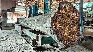 Proses penggergajian kayu busuk yang mengerikan penuh keindahan