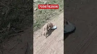 7036782506 మనమే వీటిని కాపాడుకోవాలి#feedingstreetdogs#doglover#rescuedogs#adoptstrays#shortsviral&hearts;️🙏