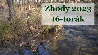 Zhody 2023 - 16-tor&aacute;k / Zrzuty 2023 - Wieniec jelenia byka. Stary byk.