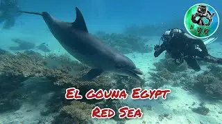 Egypt Red Sea Diving El Gouna / Hurghada