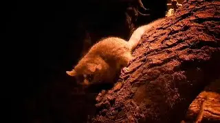 Lesser Mouse Lemur