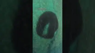 Would you try this? #baitball #ocean #diving #thalassaphobia