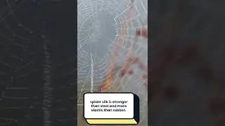BecauseFacts - Spider Silk Fact