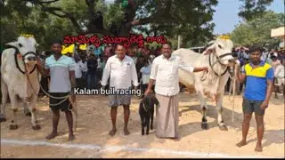 కామనూరు గ్రామం న్యూ క్యాటగిరి కి 8వ జత 


Basha bull racing

305 watching