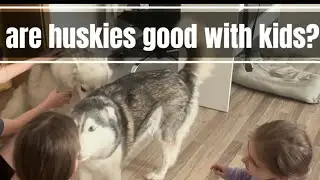 Are Huskies Good With Kids? Ayla & Akim Meet Children for the First Time