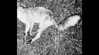 Fox hunting 22-250 rem Hornady Varmint Express, Hikmicro Alpex 4k, Parker Hale M98