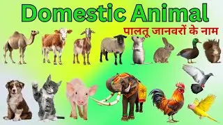 पालतू जानवर नाम | Domestic Animal Name in Hindi and English with Video and Meaning