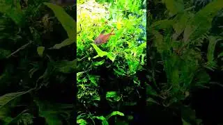 Male ROSY TETRA Being BOSS #amazingaquarium #fish