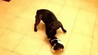 Nerone VS Connor
