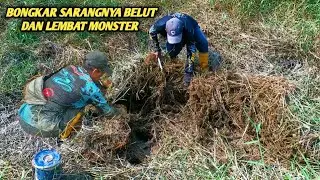 MENEMUKAN SARANGNYA BELUT DAN LEMBAT MONSTER