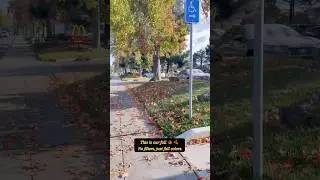 This is our fall #trending #viral #shorts #fall #2025 #reels #leaf  #nature #autumn #colors #colors